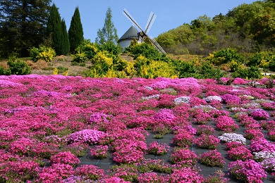 あすたむらんど徳島（春の花）