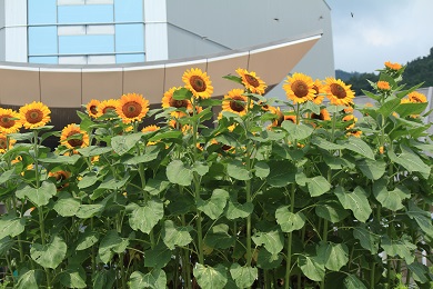 あすたむらんど徳島（夏の花）