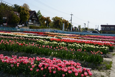 北島チューリップ公園（桜）
