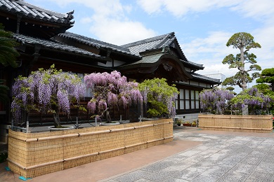 石井町　地福寺の藤棚