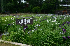 美馬市　美馬寺町の花菖蒲
