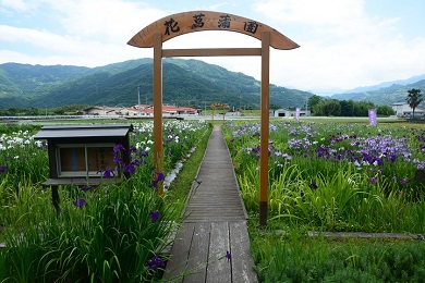 美馬市　美馬寺町の花菖蒲