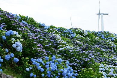 佐那河内村　大川原高原のあじさい