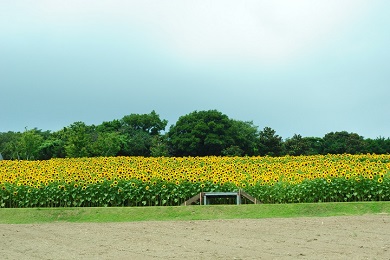 淡路島　花さじきに咲く夏の花