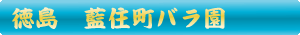 藍住町バラ園