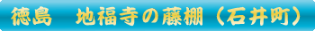 石井町　地福寺の藤棚