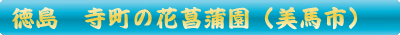 美馬市　美馬寺町の花菖蒲