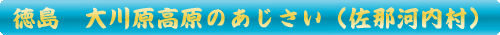 佐那河内村　大川原高原のあじさい